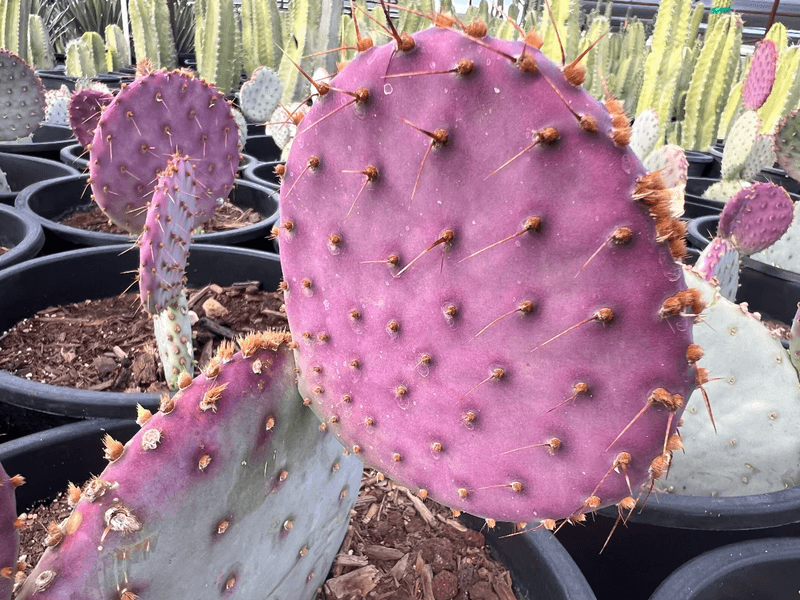 Temporary Shade Helps Young Plants During Heat Waves Temporary Shade Helps Young Plants During Heat Waves