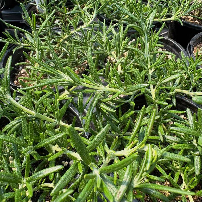 Tender Growing Tips Are Easier For Deer To Eat