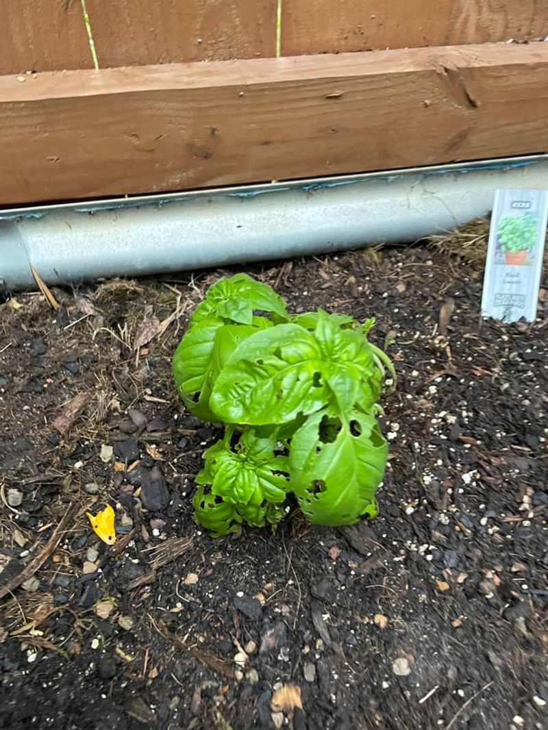 Tender New Growth Becomes Easy Food Tender New Growth Becomes Easy Food