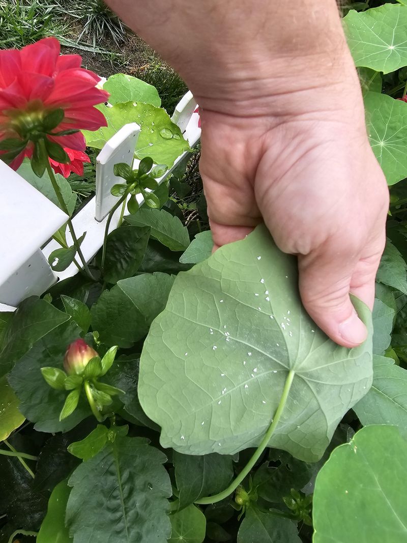 Tender New Growth Can Attract Early Feeding Tender New Growth Can Attract Early Feeding