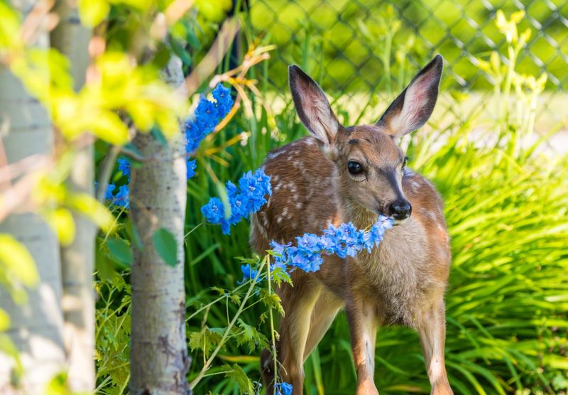 Tender New Growth Draws Browsing