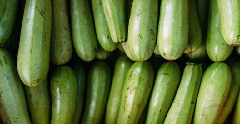 Tennessee Gardeners’ Options For Handling Heavy Zucchini Production In July