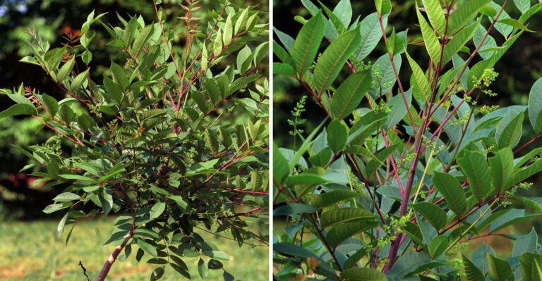 Tennessee Homeowners Fear Copperheads, But Overlook This Dangerous Shrub