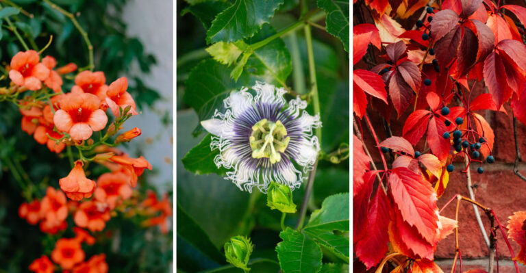 Tennessee Native Vines That Cover Fences Faster Than Anything Store-Bought