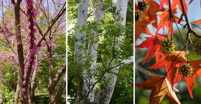 Tennessee Trees Slowly Declining From Ambrosia Beetles Despite Looking Healthy