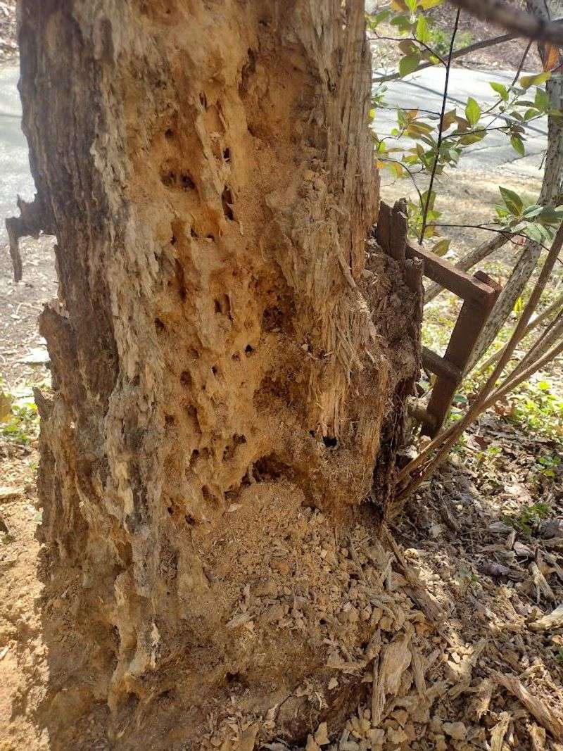 Termite Activity In Old Stumps Or Buried Wood