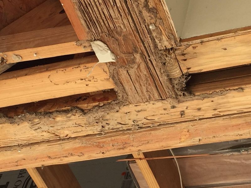 Termites Around Railroad Ties Or Untreated Wood Borders
