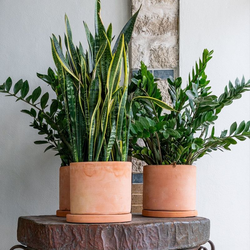 Terracotta Fits Drier Plants Best Terracotta Fits Drier Plants Best