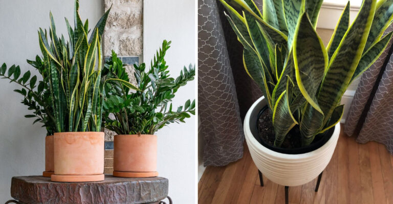 Terracotta Pots Vs Plastic Pots In North Carolina Heat And Which Keeps Plants Healthier In July