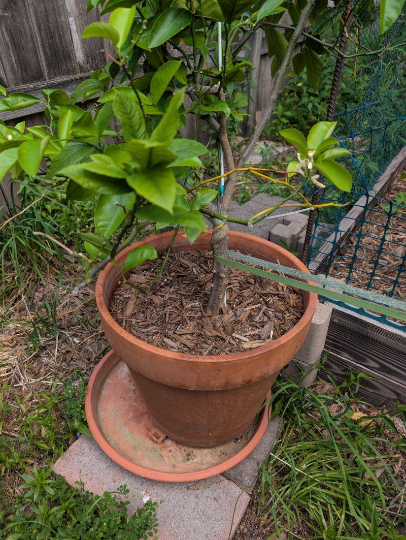 Terracotta Wicks Water Away Quickly Terracotta Wicks Water Away Quickly
