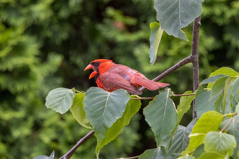 Territorial Singing And Nest Defense