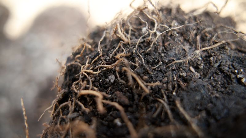 Test And Adjust Soil Before Winter Test And Adjust Soil Before Winter