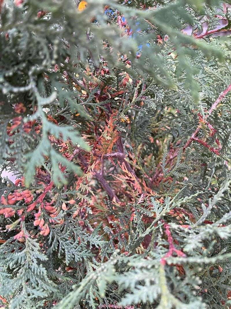 Test For Spider Mites Before Spraying Anything