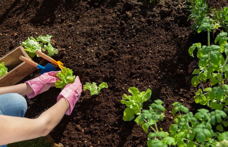 Test Soil Before Adding Amendments