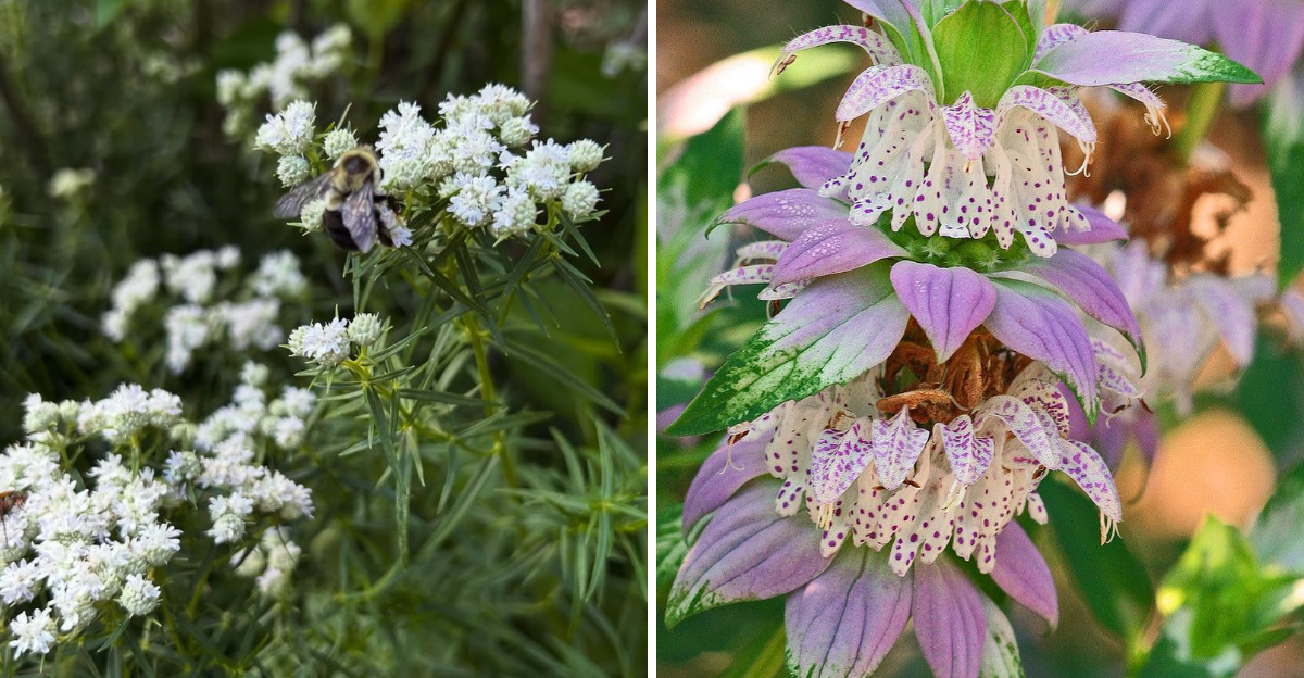whiteleaf mountain mint and spotted beebalm