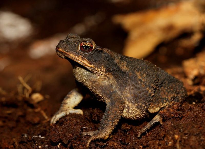 Texas Gardens Can Host Several Toad Species
