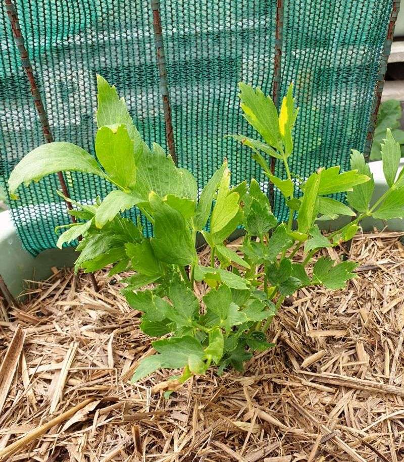 Texas Heat Makes Lovage A Tricky Summer Herb Texas Heat Makes Lovage A Tricky Summer Herb