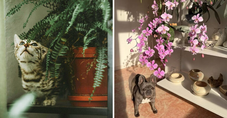pets around indoor plants