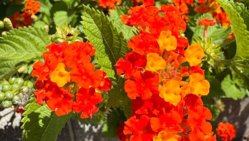 Texas Lantana Brings Tough Color Texas Lantana Brings Tough Color