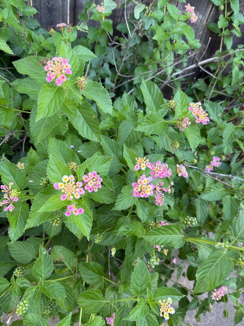 Texas Lantana Works Around Sunny Edges Texas Lantana Works Around Sunny Edges