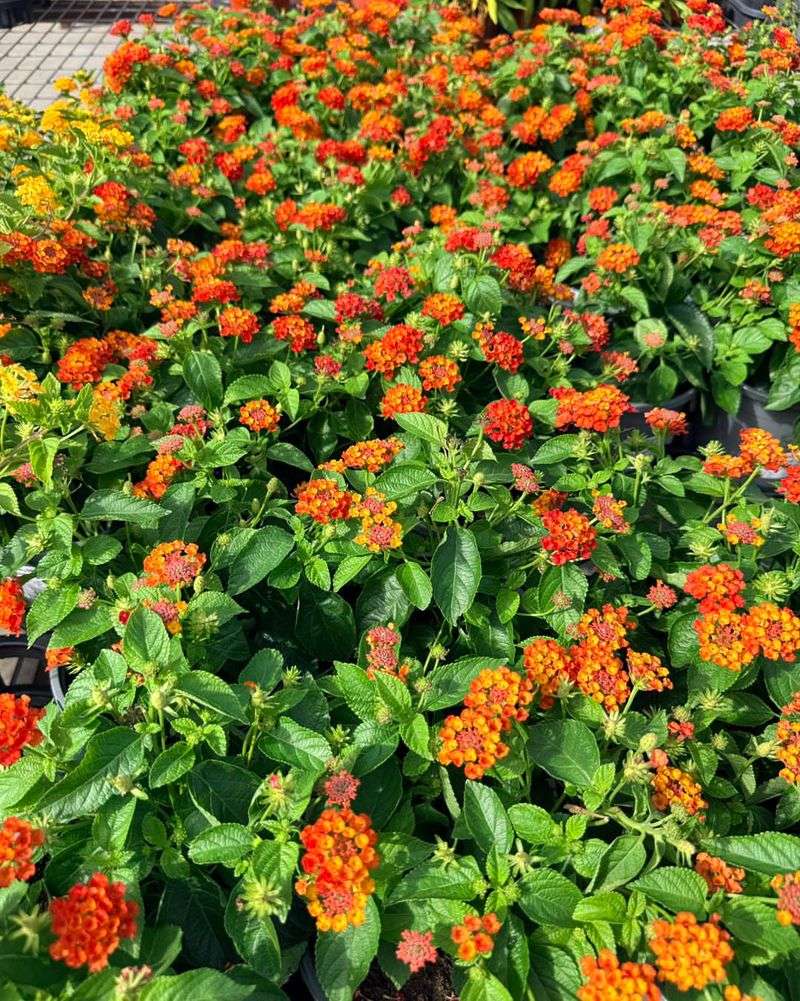 Texas Lantana Texas Lantana
