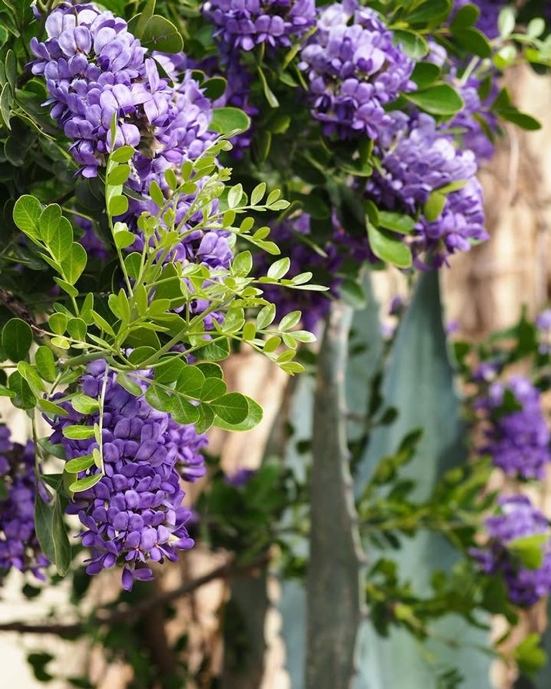 Texas Mountain Laurel Is Known For Sweet-Smelling Blooms