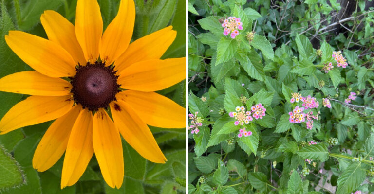 Texas Native Wildflowers That Bring Dragonflies In And Send The Mosquito Population Looking Elsewhere