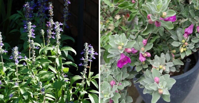 mealy blue sage and texas sage