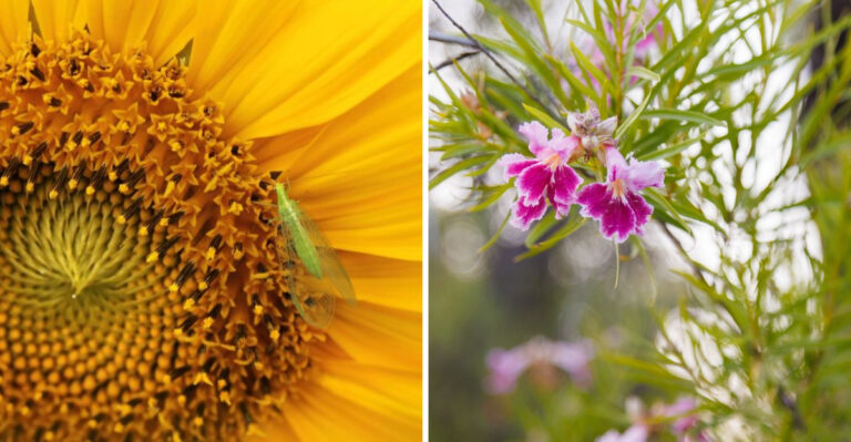 lacewing on sunflower and desert willow