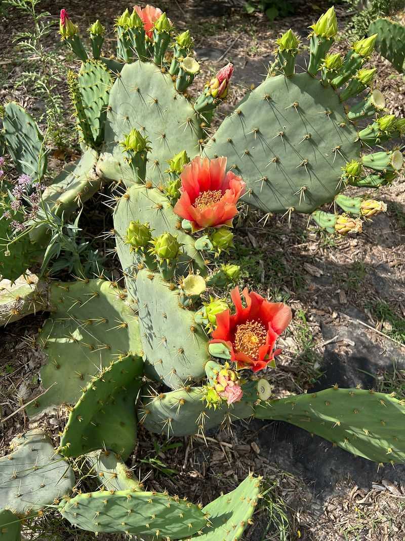 Texas Prickly Pear Texas Prickly Pear