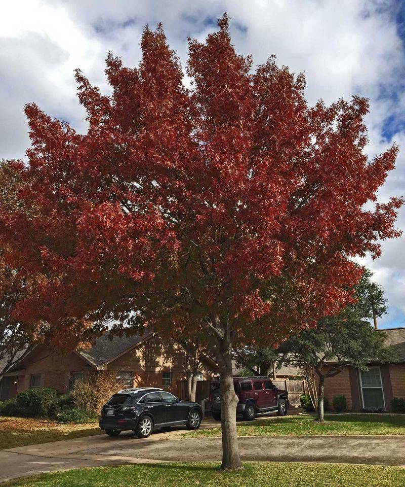 Texas Red Oak Texas Red Oak