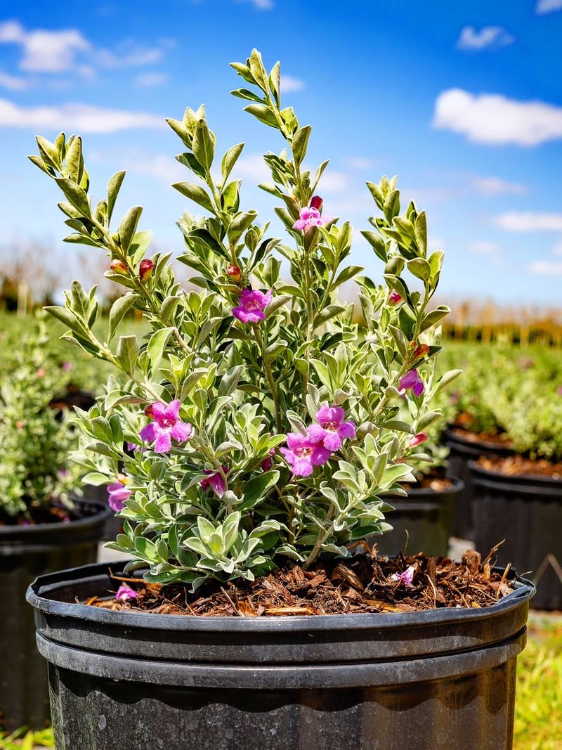 Texas Sage Texas Sage