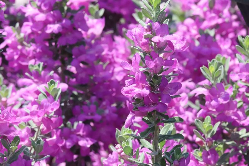 Texas Sage / Cenizo Texas Sage / Cenizo
