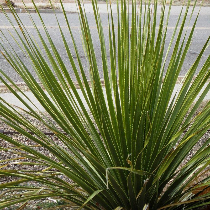 Texas Sotol For Dry, Exposed Plantings Texas Sotol For Dry, Exposed Plantings