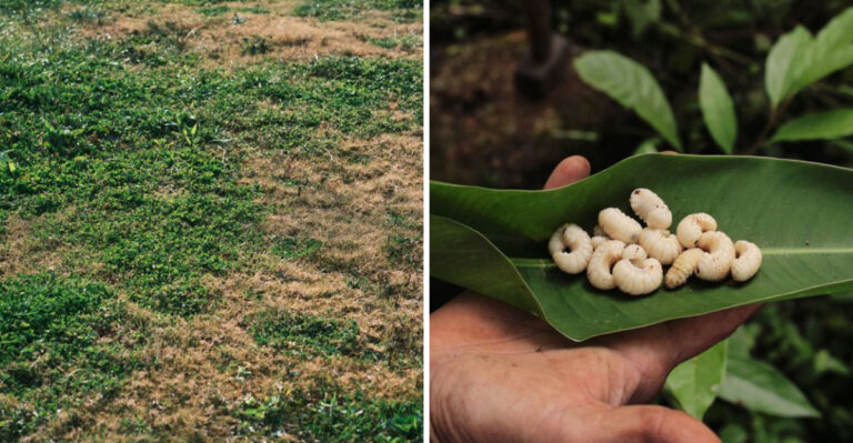 That Brown Patch In Your Pennsylvania Lawn Actually Means This Pest Is Hatching