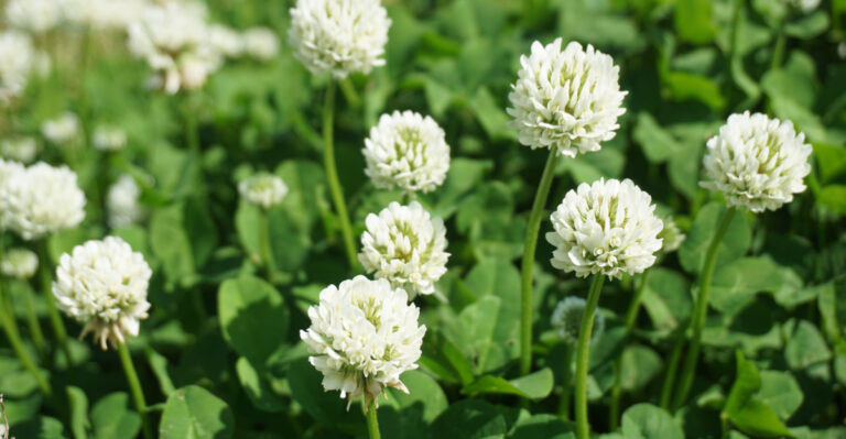 That Small White Flower In Your Missouri Lawn Helps Pollinators