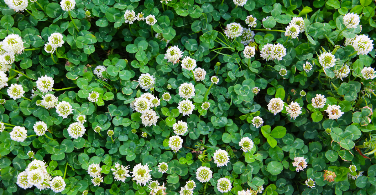 white clover
