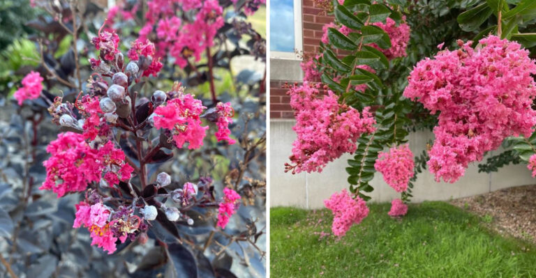 That White Powder On Your Florida Crape Myrtle Is Not A Fertilizer Problem