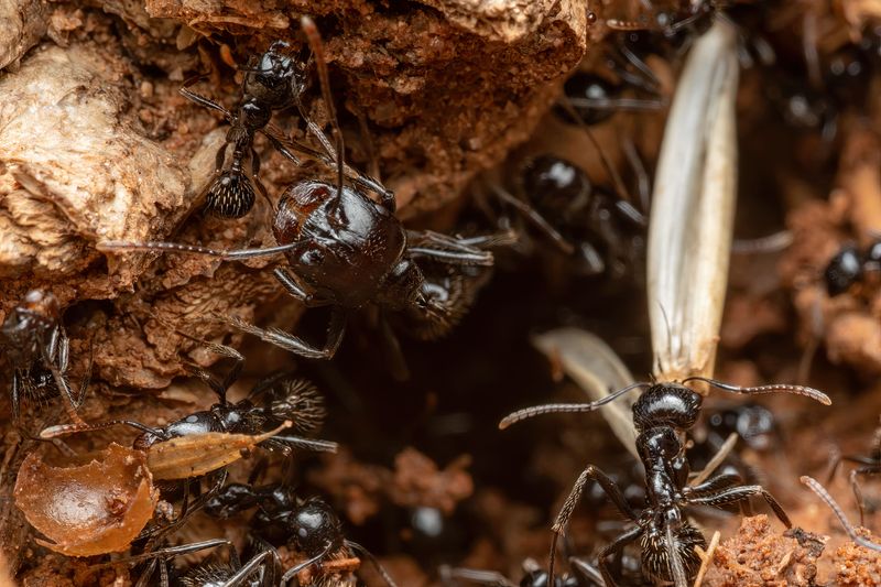 Thatch Buildup Harbors More Insects Underground