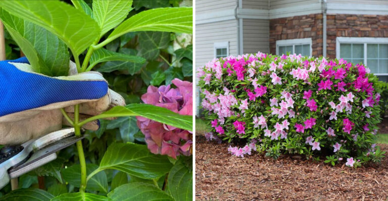 pruning hydrangea, azalea shrub