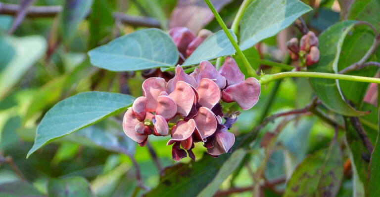 The 7 Native Ohio Plants That Outperform Traditional Veggies In Hot Sun
