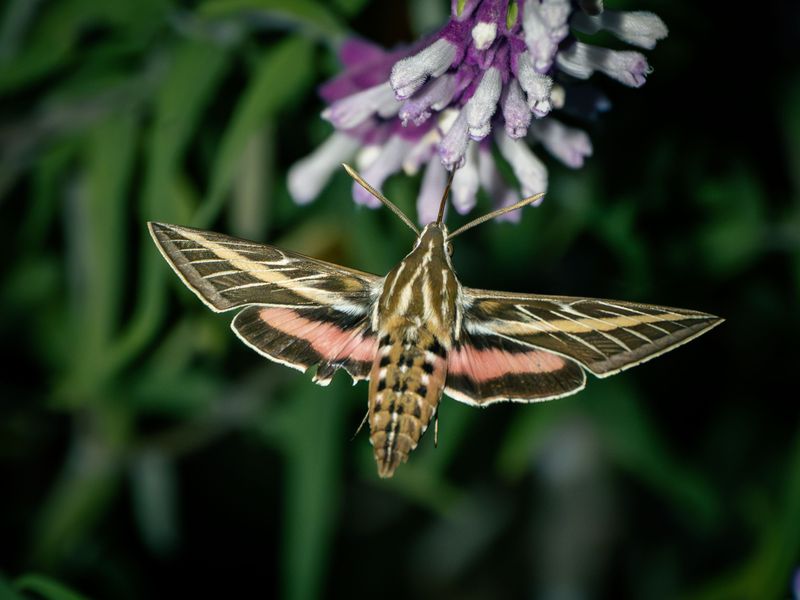 The Adult Moths Are Not Eating Your Leaves The Adult Moths Are Not Eating Your Leaves