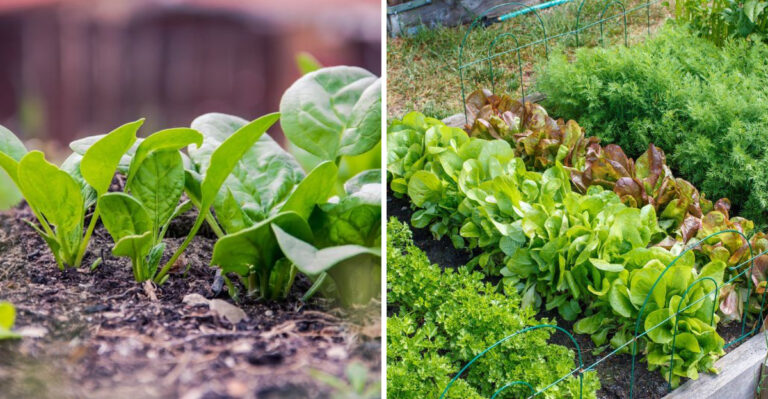 vegetable garden