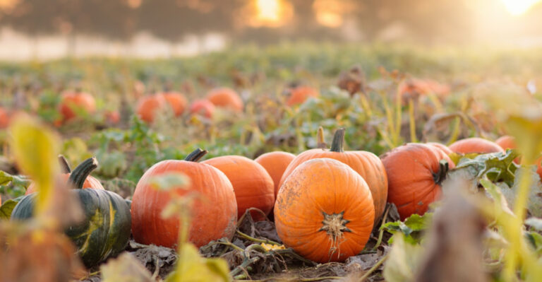 The Amish Fall Garden Method Illinois Homeowners Are Adopting