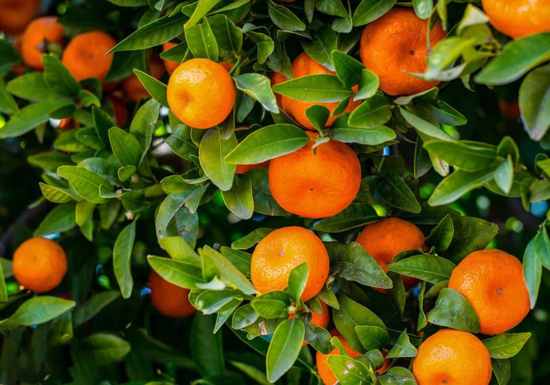 The Answer Is A Mandarin Tree