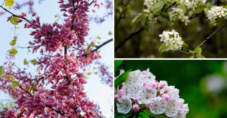 The Appalachian Native Plants Every West Virginia Yard Could Use This Summer