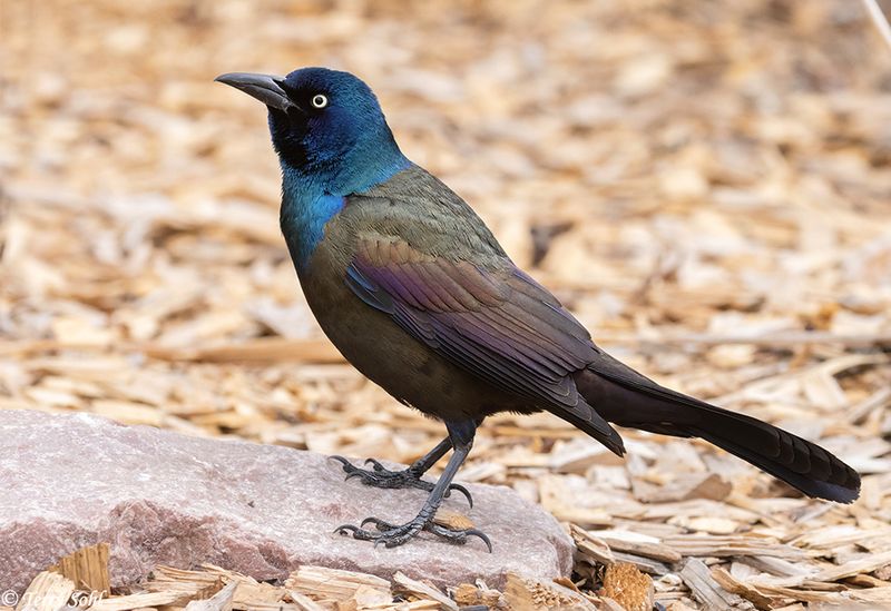 The Area Has The Open Habitat They Like