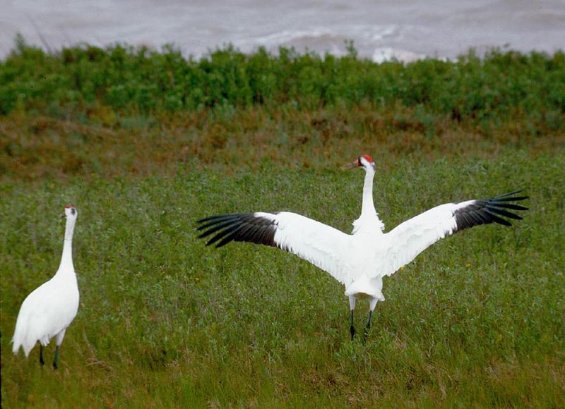 The Area May Provide Valuable Wildlife Habitat
