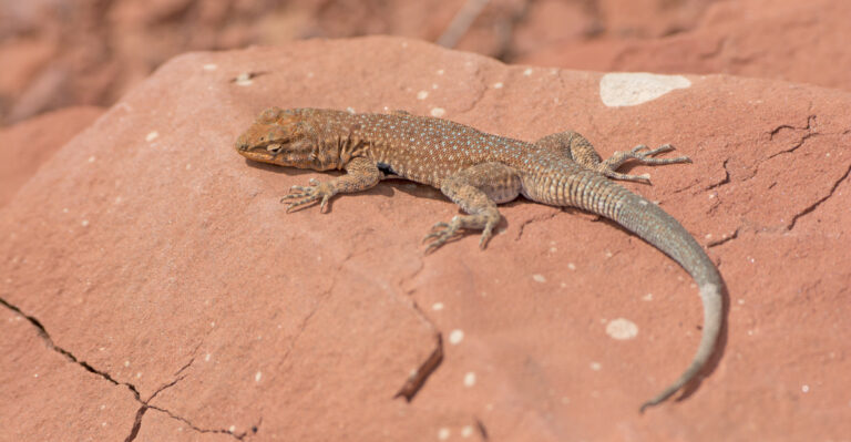 Lizard (featured image)