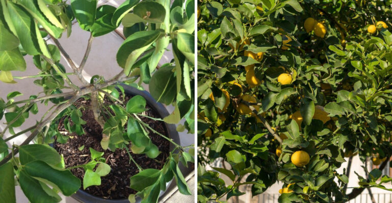The Arizona Citrus Feeding Step That Shouldn’t Be Skipped In August